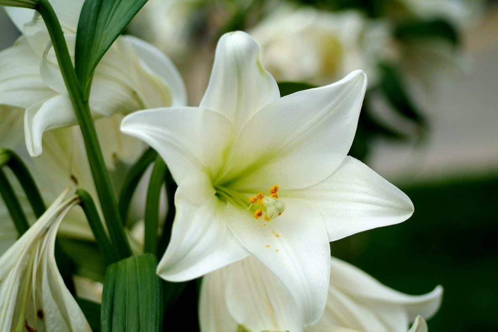 lily-flower-white-candid